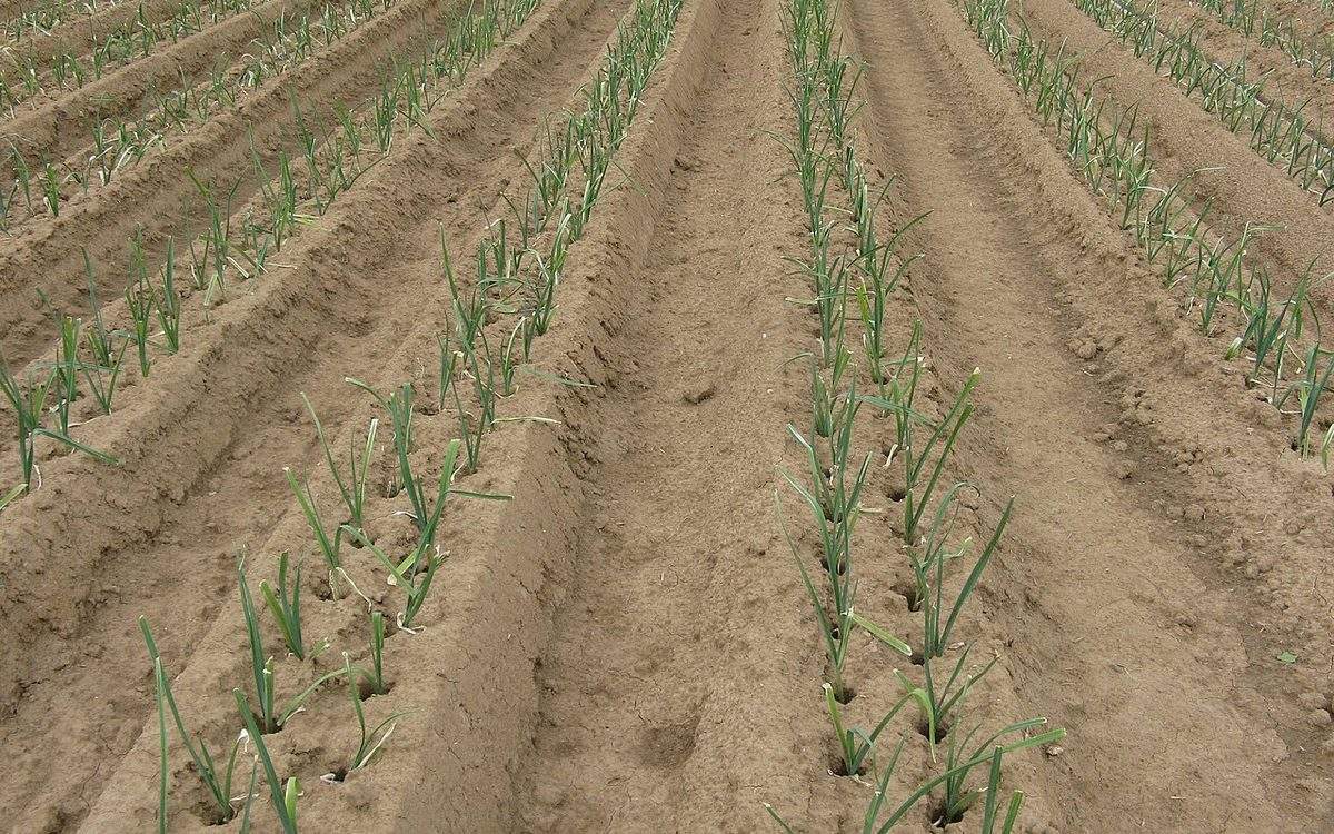 Jeunes poireaux plantés au trou en doubles rangs, sur des planches de terre buttées