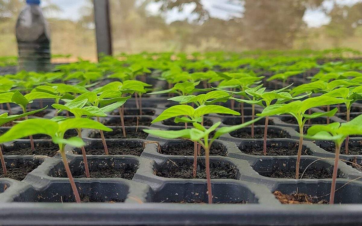 Jeunes plants à deux feuilles dans une plaque de semis alvéolée remplie de terreau