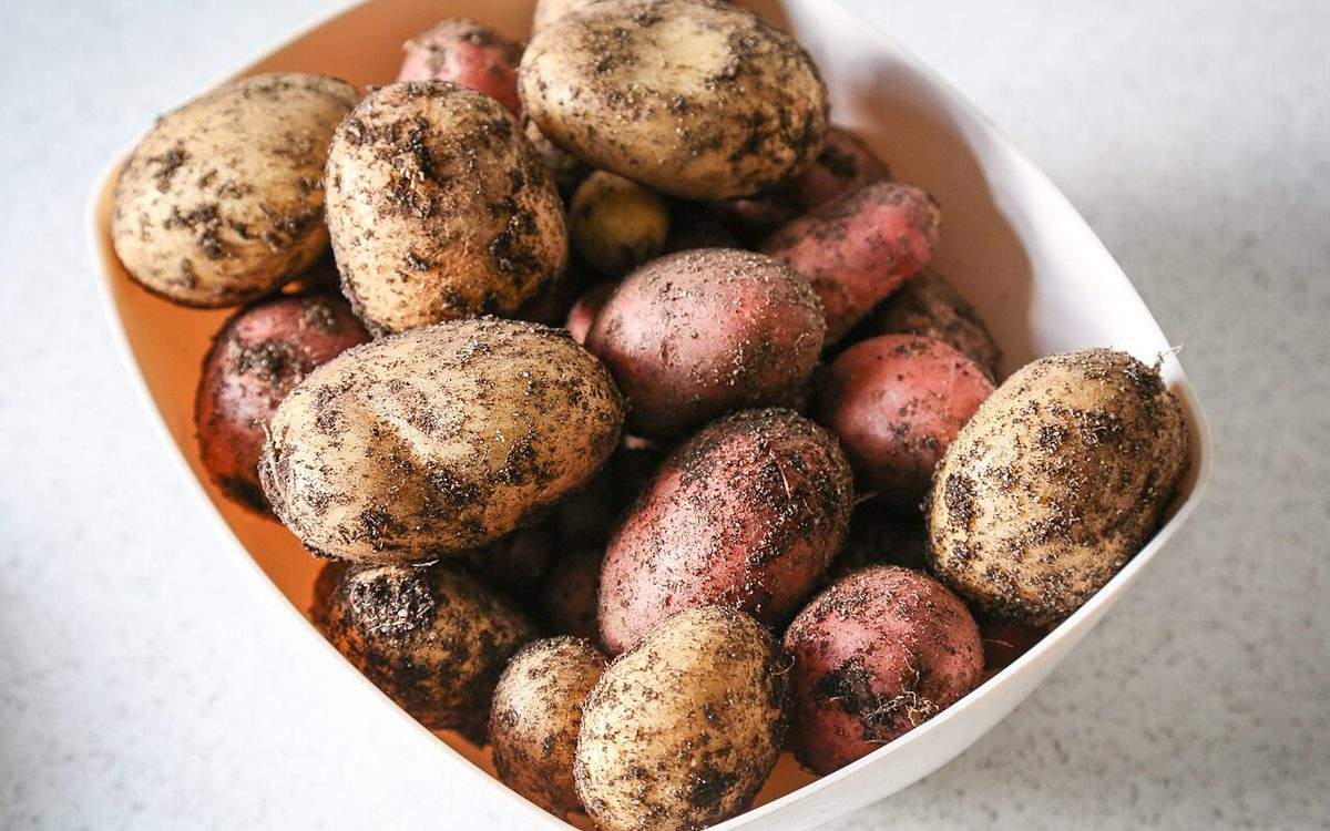 Pommes de terre jaunes et rouges fraîchement arrachées, encore couvertes de terre, dans un bac blanc