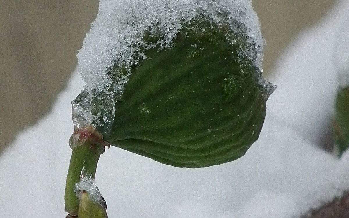 Jeune figue verte couverte de neige au bout d'un rameau de figuier en hiver