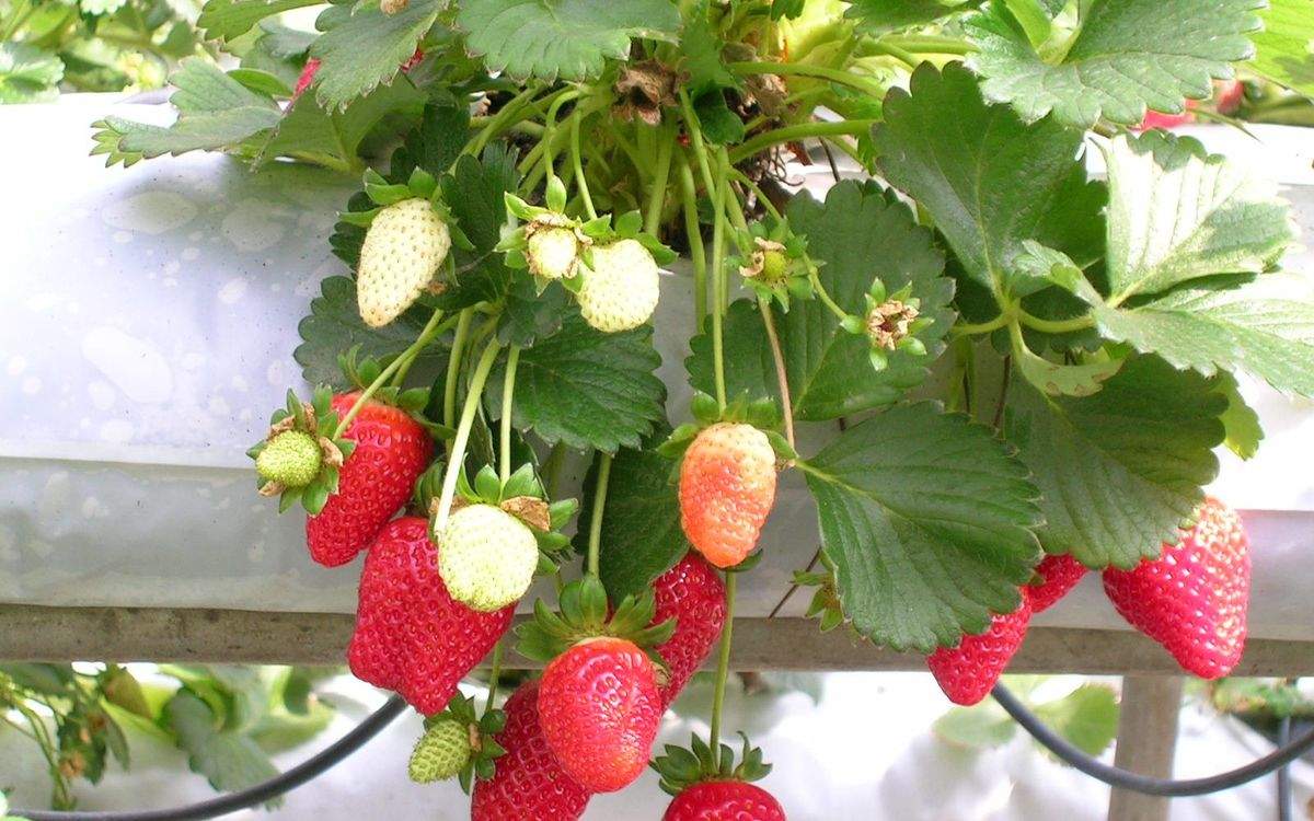 Fraises mûres sur leur plant, au potager