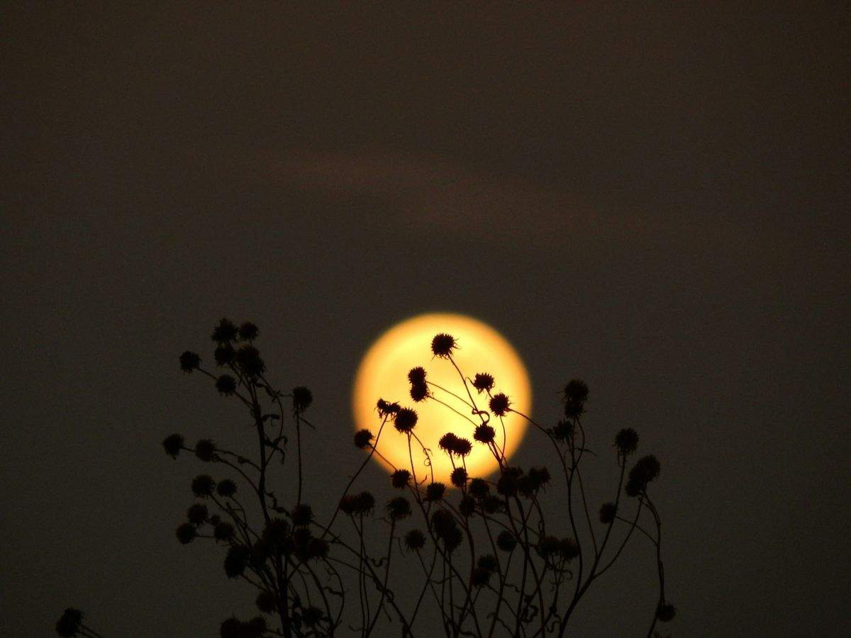 Pleine lune orangée derrière des fleurs sèches du jardin à la tombée de la nuit