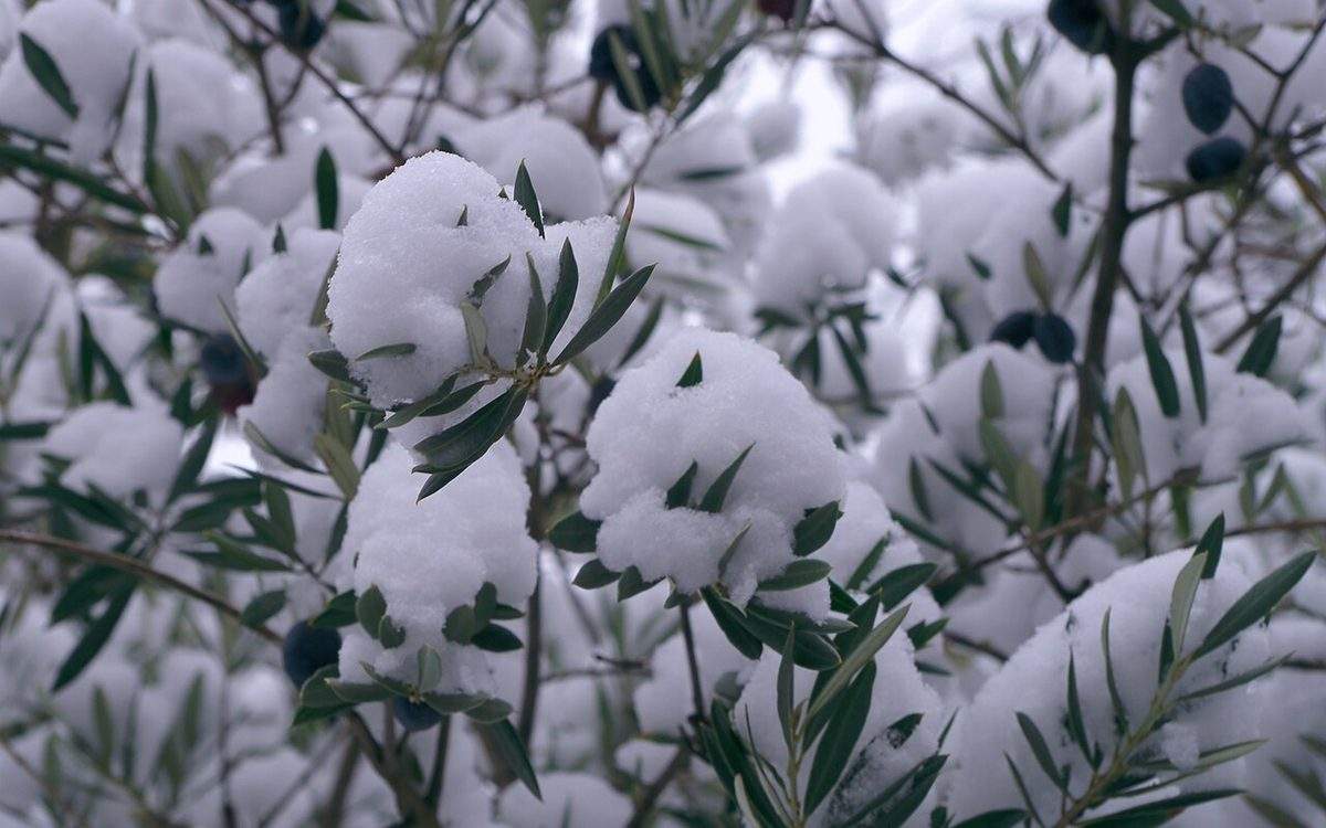 Rameaux d'olivier couverts de neige, avec quelques olives noires encore accrochées