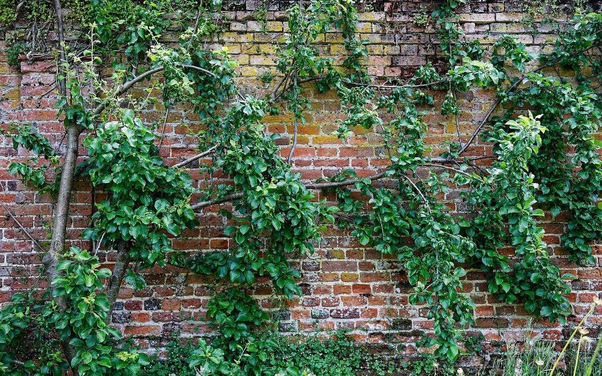 Prunier conduit en palmette contre un mur de briques anciennes, chargé de jeunes fruits