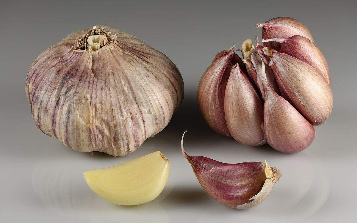 Têtes et gousses d'ail, à planter au potager en octobre