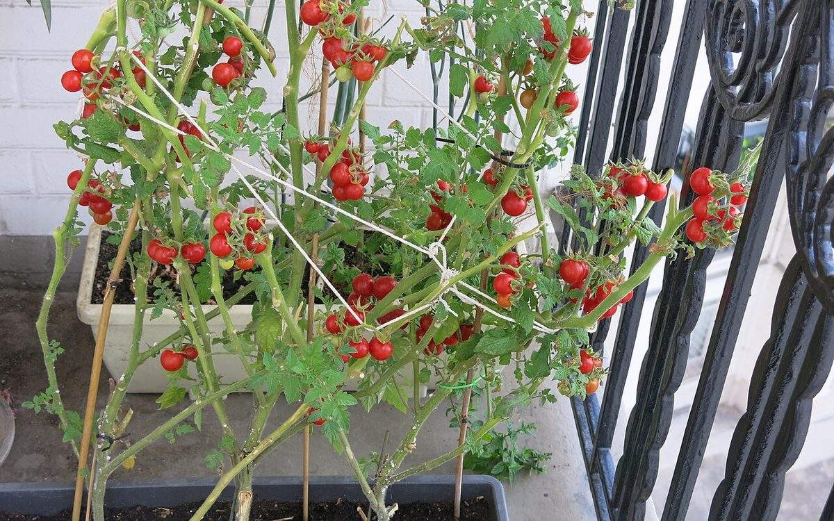 Plants de tomates cerises chargés de grappes rouges dans des jardinières, palissés à la ficelle contre la rambarde en fer forgé d'un balcon