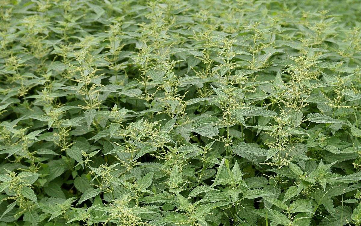 Peuplement dense de grandes orties (Urtica dioica) en fleurs, matière première du purin d'ortie
