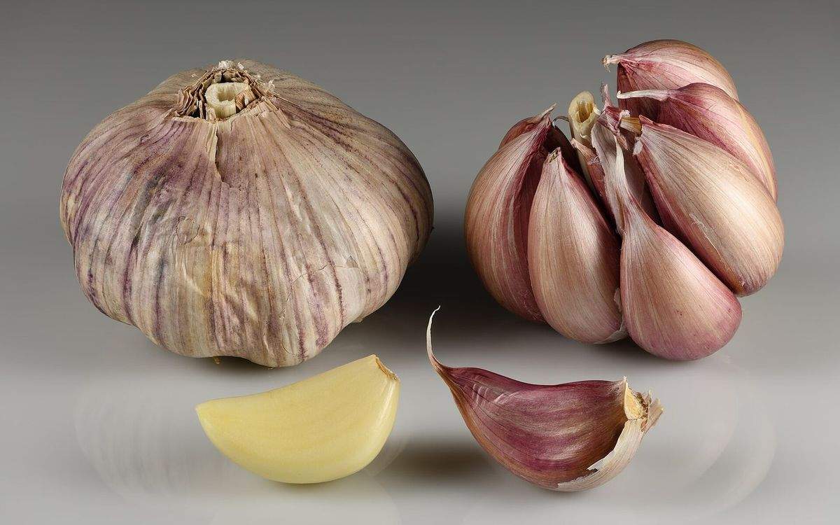 Tête d'ail entière, tête ouverte et caïeux d'ail rosés, prêts à être plantés