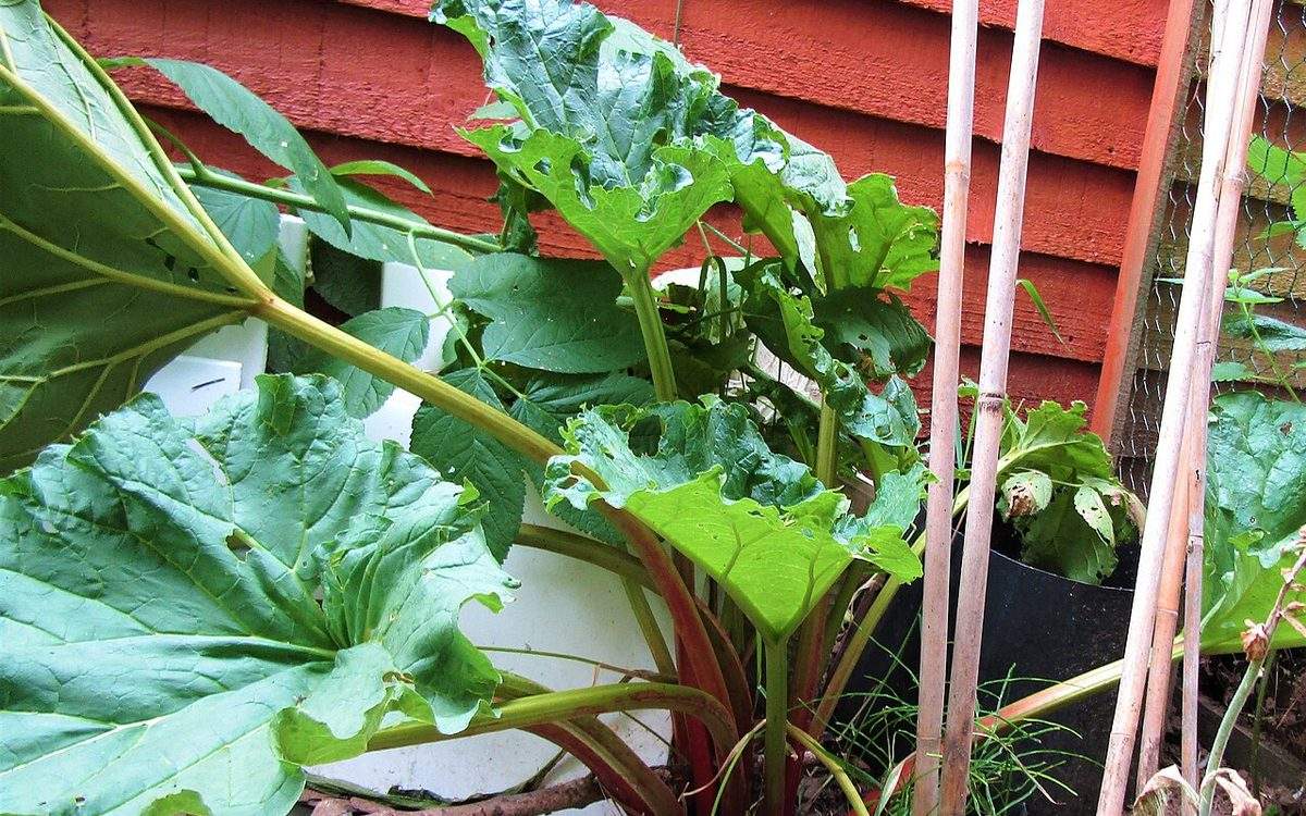 Pied de rhubarbe aux grandes feuilles et aux pétioles rouges contre le mur d'un jardin