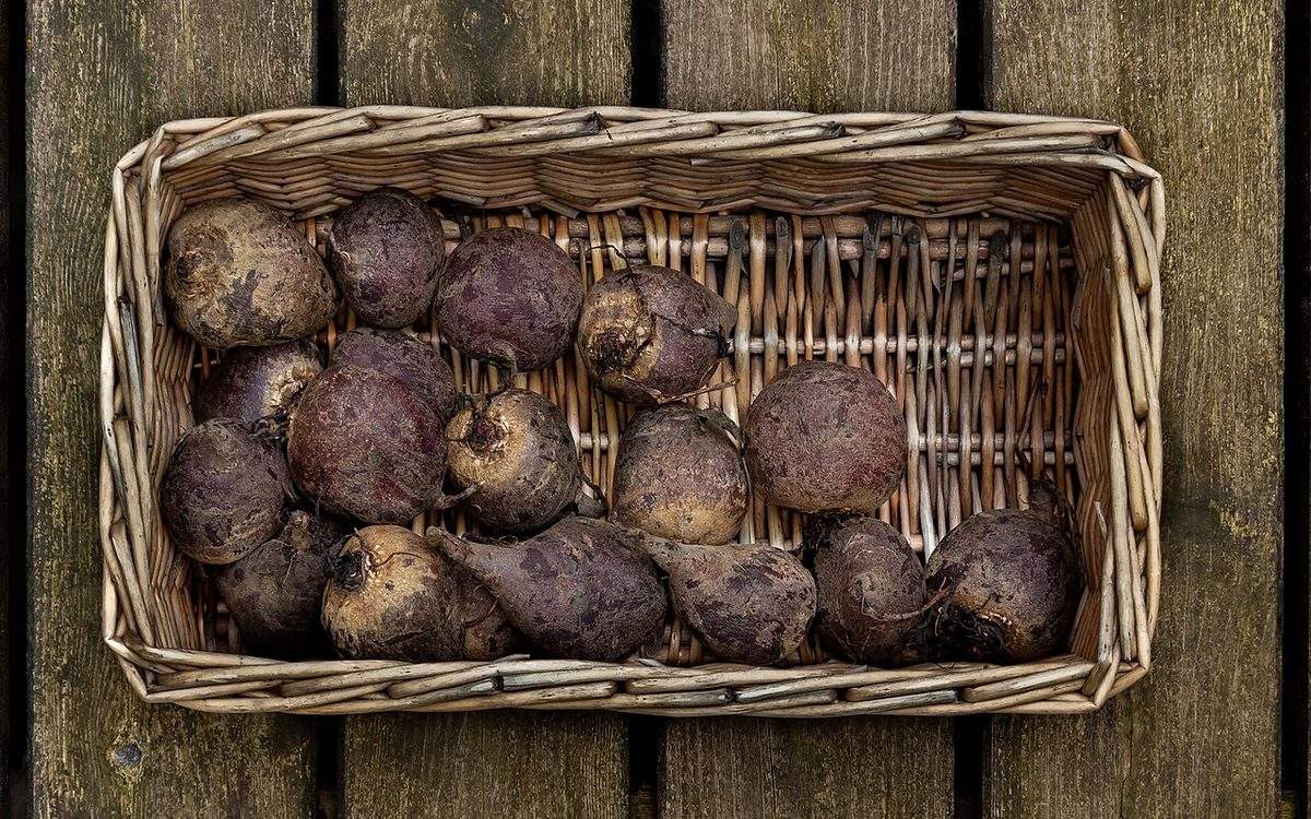 Betteraves rouges fraîchement arrachées, encore terreuses, rangées dans un panier en osier posé sur des planches