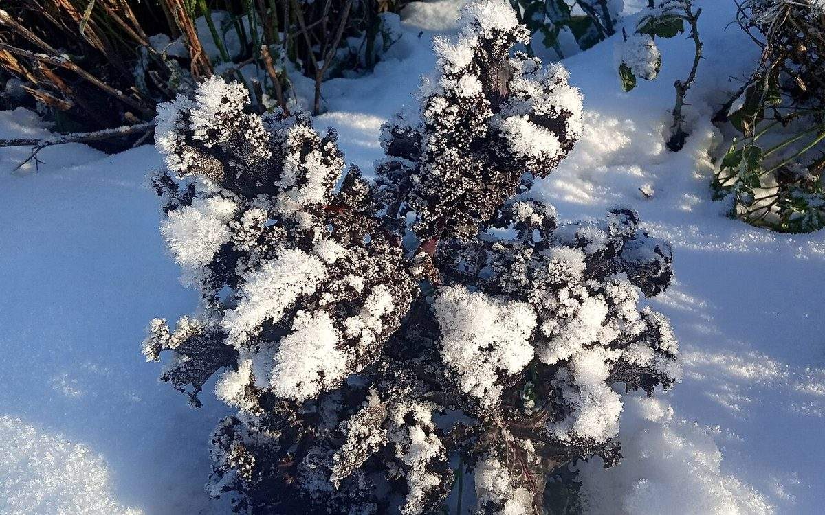 Pied de chou kale violet aux feuilles frisées couvertes de givre, dans la neige d'un potager d'hiver