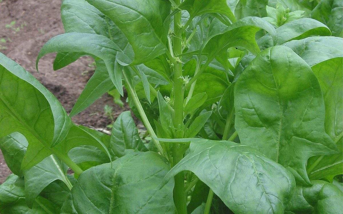 Pied d'épinard aux larges feuilles vert foncé, dont la tige centrale commence à monter en fleurs