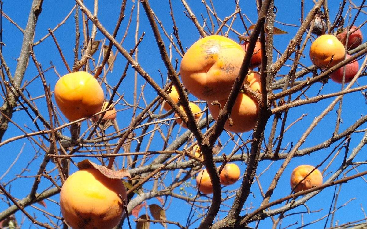 Kakis orange mûrs encore accrochés aux branches d'un plaqueminier presque sans feuilles, sous un ciel bleu d'automne