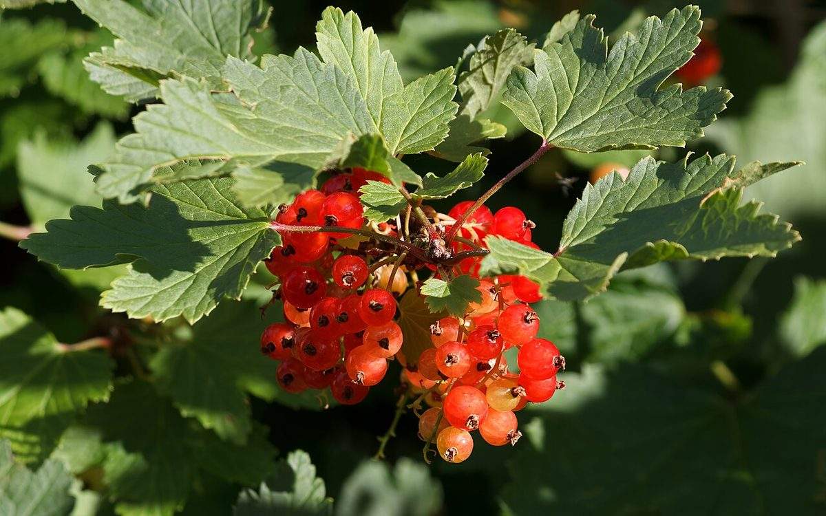 Grappes de groseilles rouges presque mûres sur un groseillier à grappes