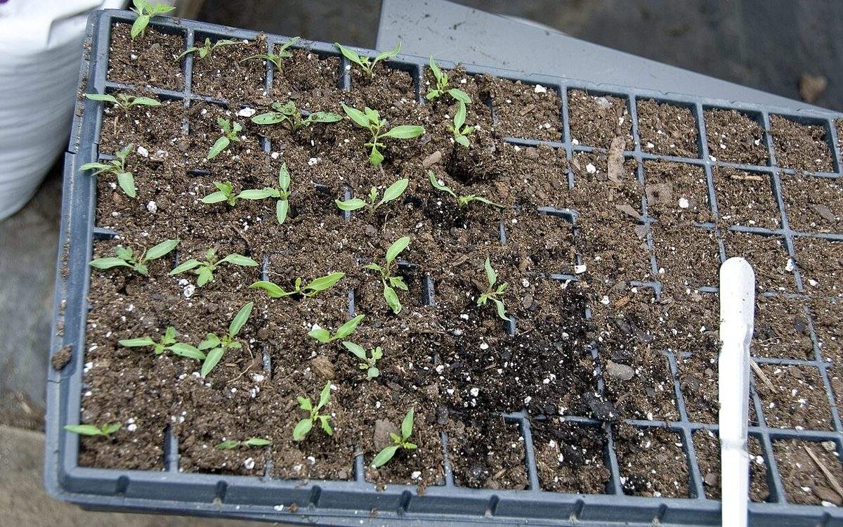 Plantules de tomates avec leurs premières vraies feuilles dans une plaque de semis alvéolée