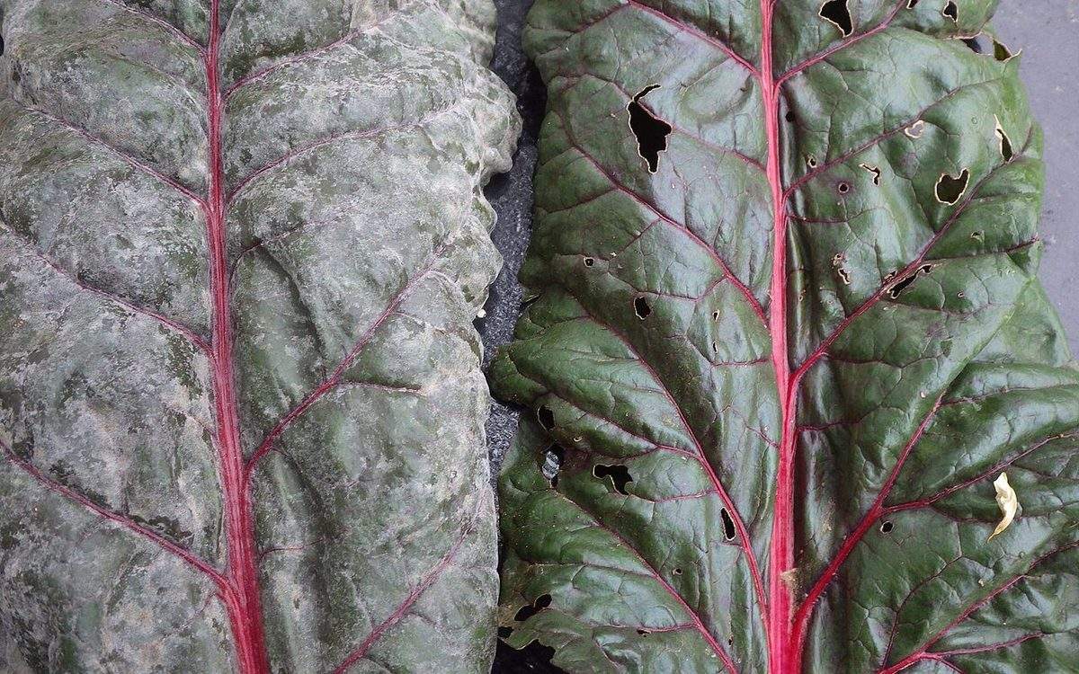 Deux feuilles de blette côte à côte : l'une couverte du feutrage blanc de l'oïdium, l'autre percée de trous par un ravageur
