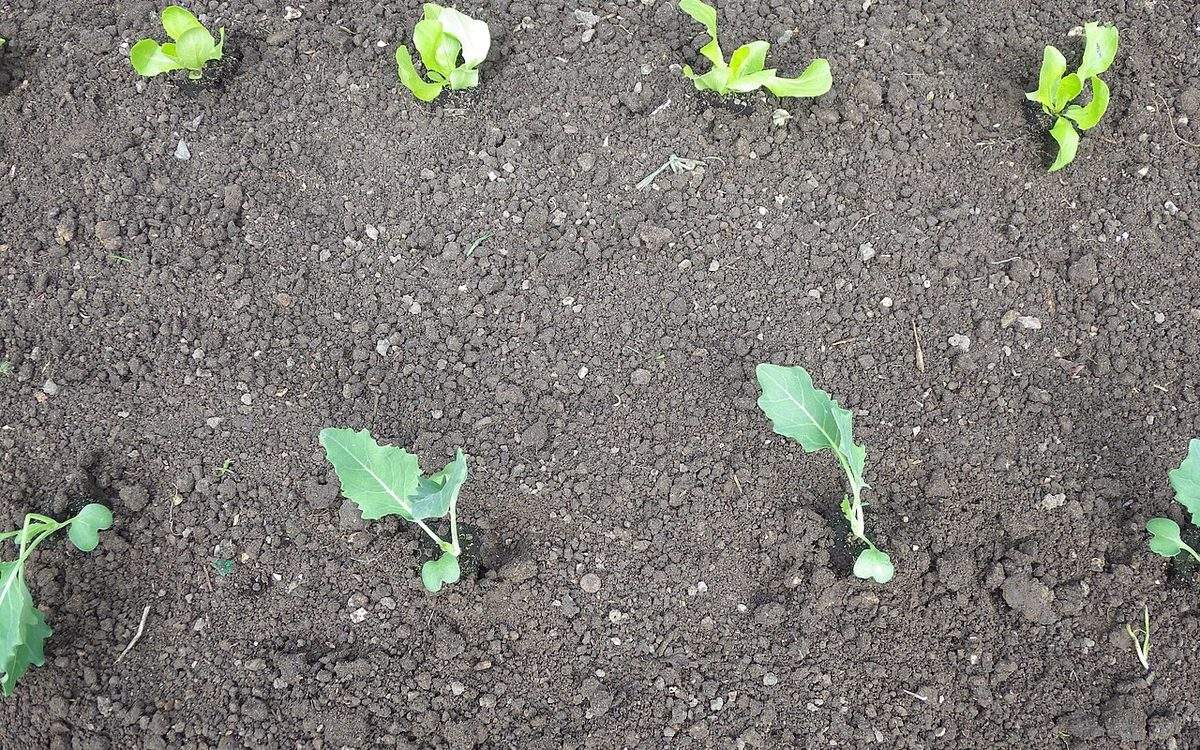 Jeunes plants de chou-rave et de laitue plantés en culture associée sur une planche de terre fine