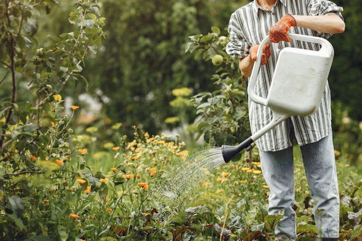 Arrosage au jardin à l'arrosoir, au milieu des fleurs