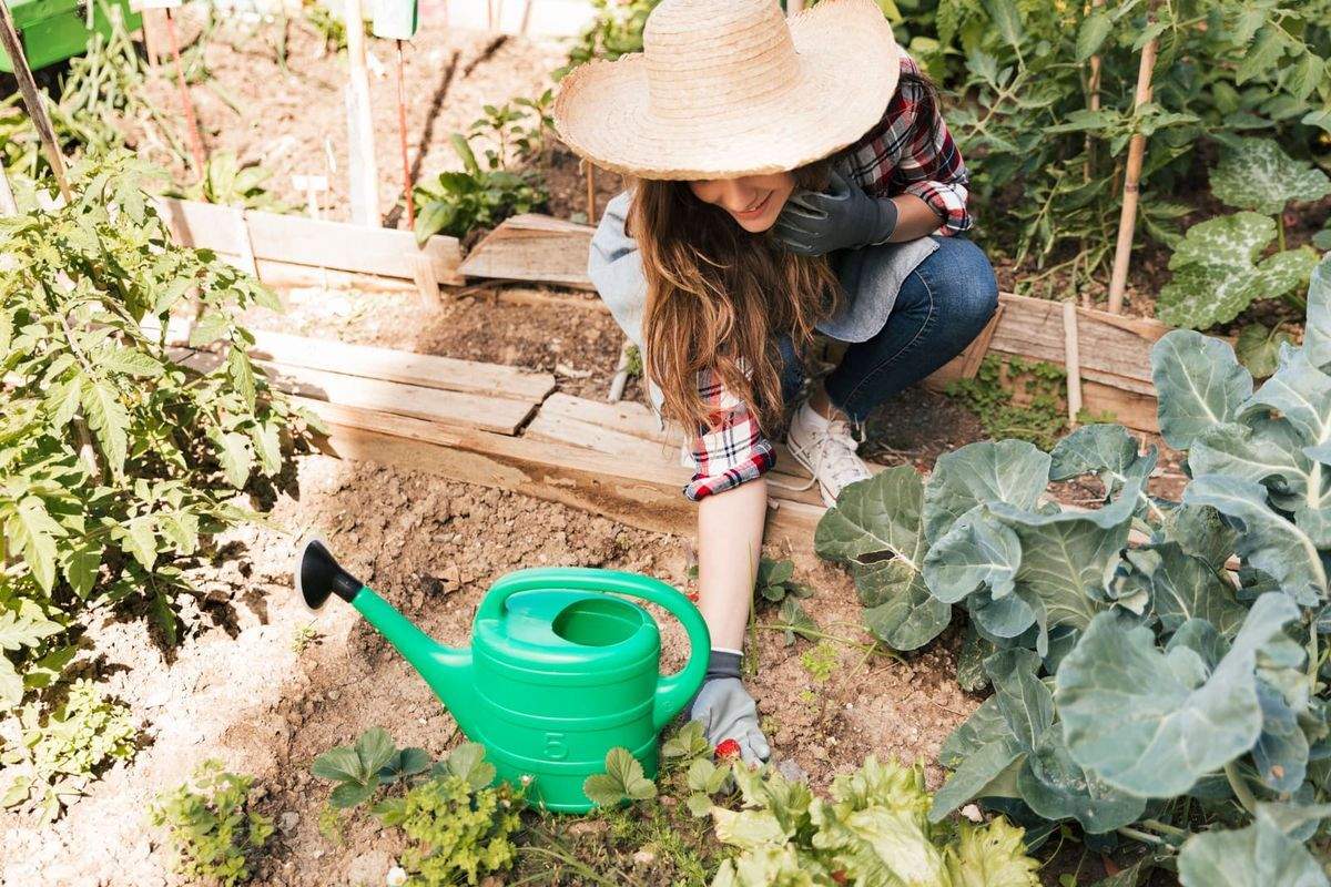 Jardinière accroupie au potager, arrosoir à la main, entre les choux