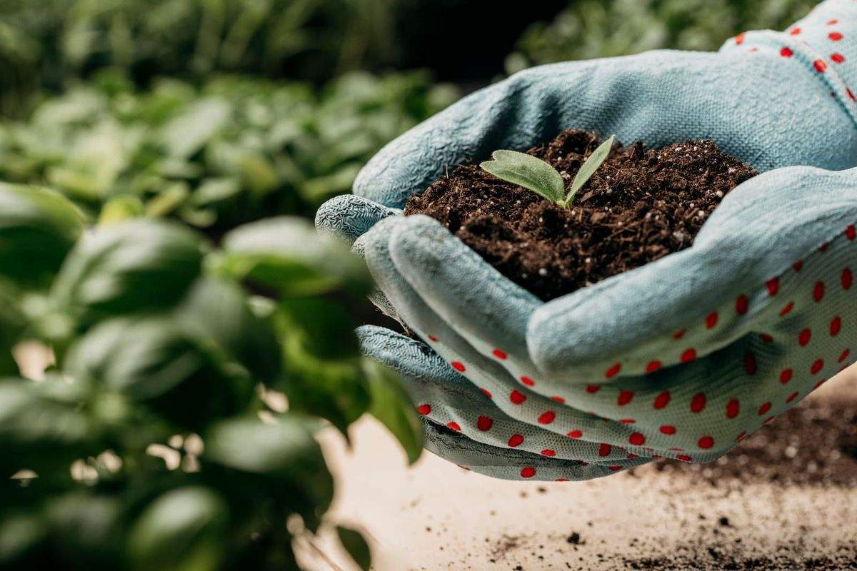 Mains gantées tenant une motte de terre et un jeune plant