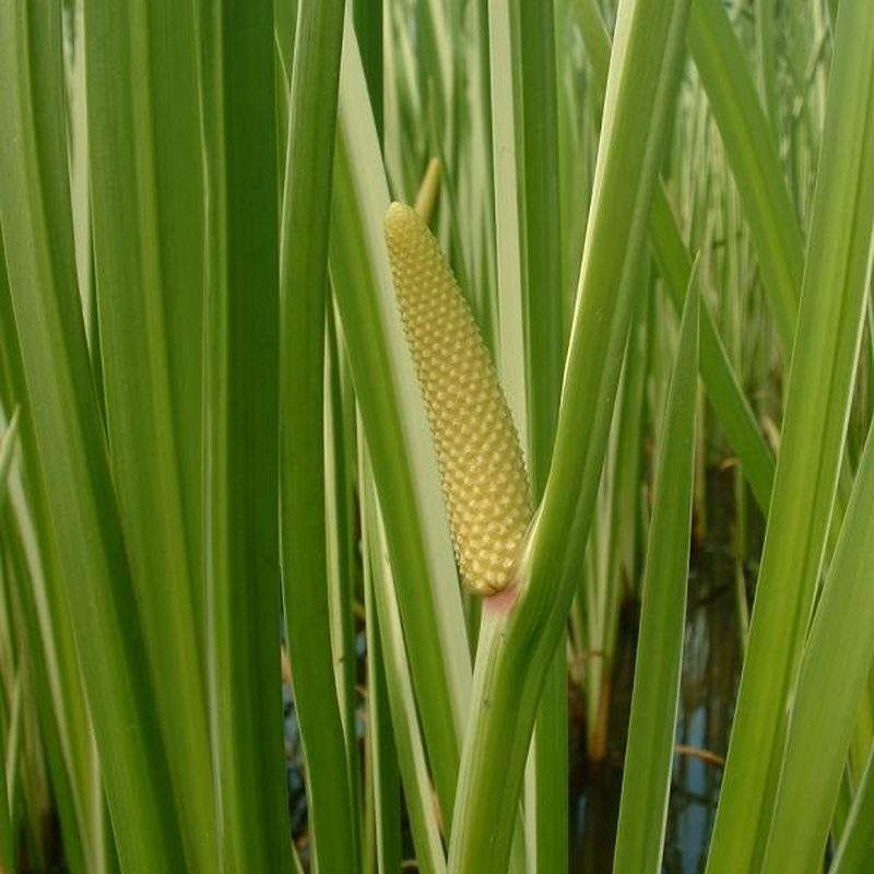 Acore odorant (Acorus calamus)
