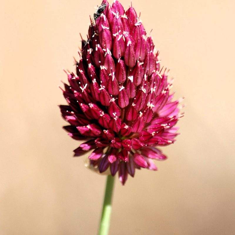 Ail à tête ronde (Allium sphaerocephalon)