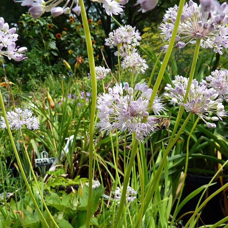 Ail des montagnes (Allium senescens)