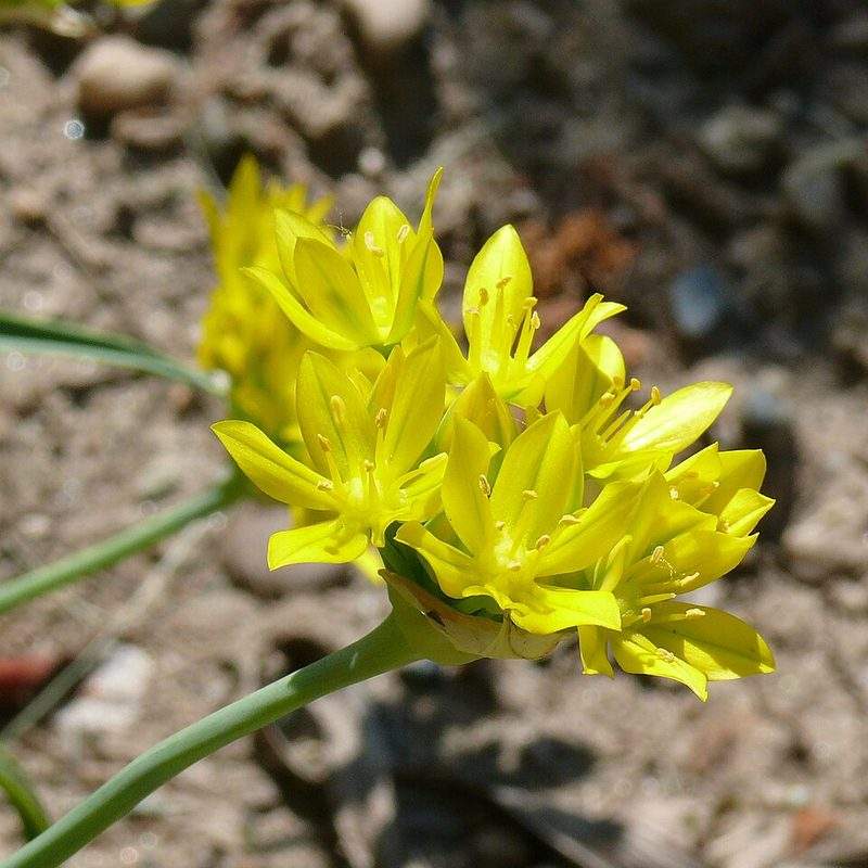 Ail doré (Allium moly)