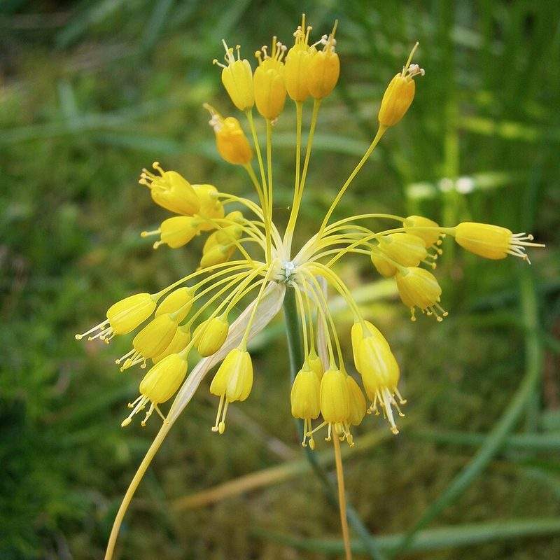 Ail jaune (Allium flavum)