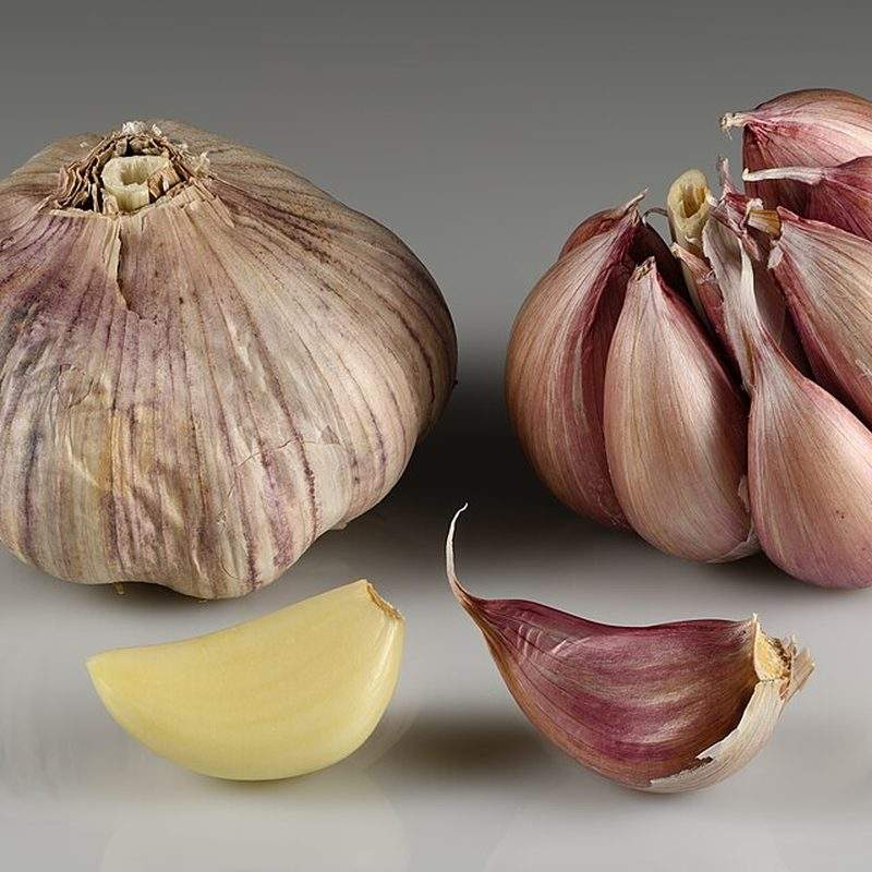 Ail (Allium sativum)