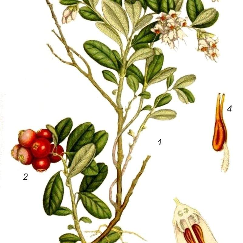 Airelle rouge (Vaccinium vitis-idaea subsp. vitis-idaea)