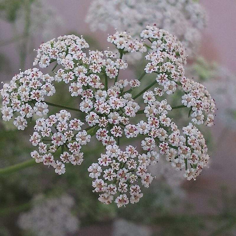 Ajowan (Trachyspermum ammi)
