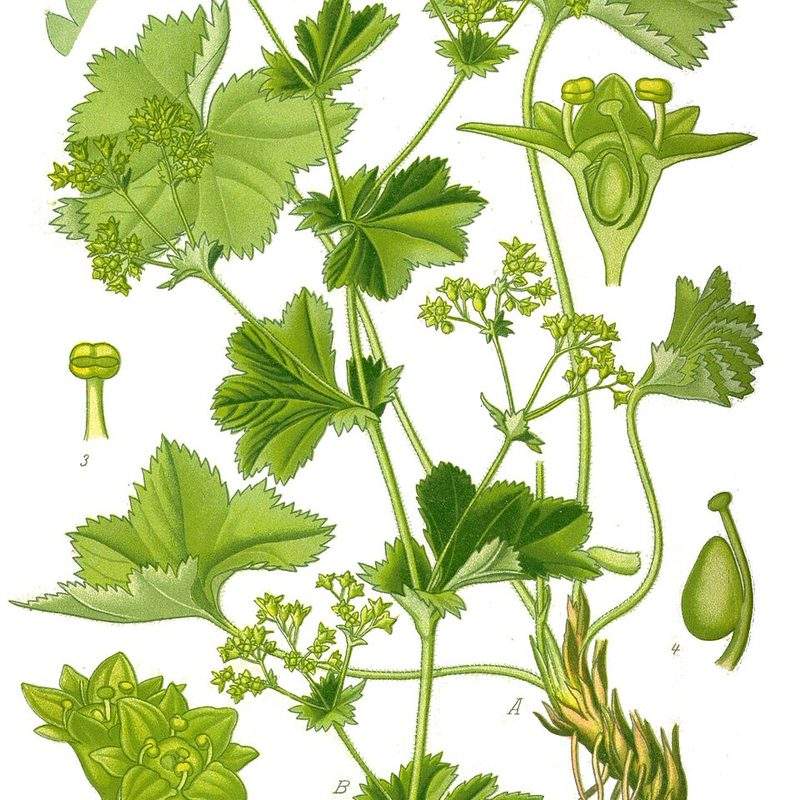 Alchémille commune (Alchemilla vulgaris)