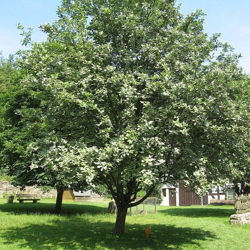 Alisier blanc (Sorbus aria)