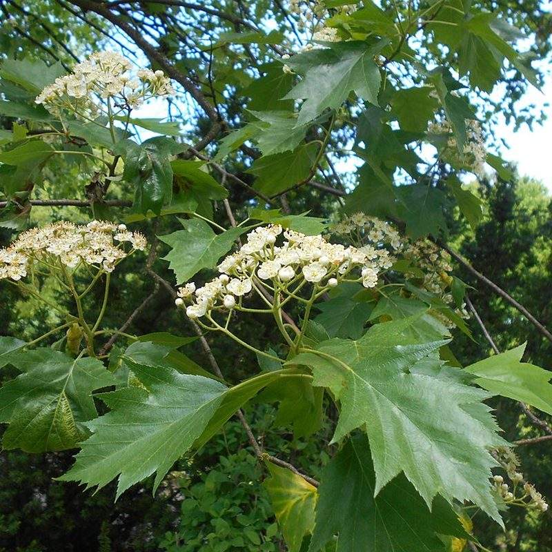 Alisier torminal (Sorbus torminalis)