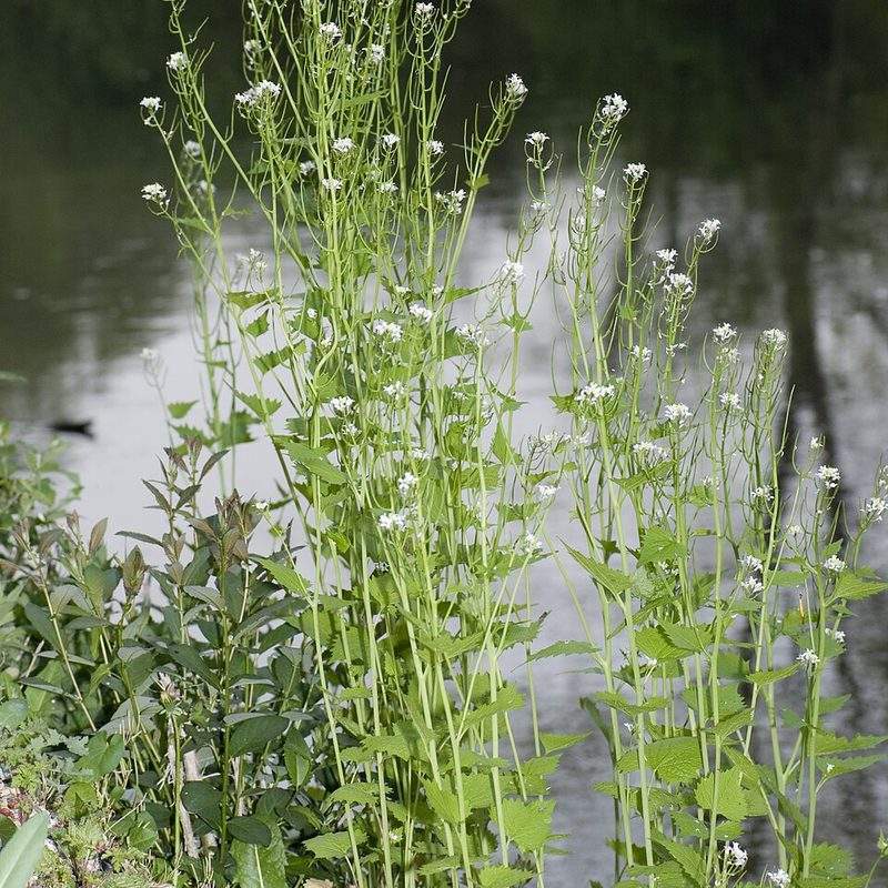 Alliaire officinale (Alliaria petiolata)