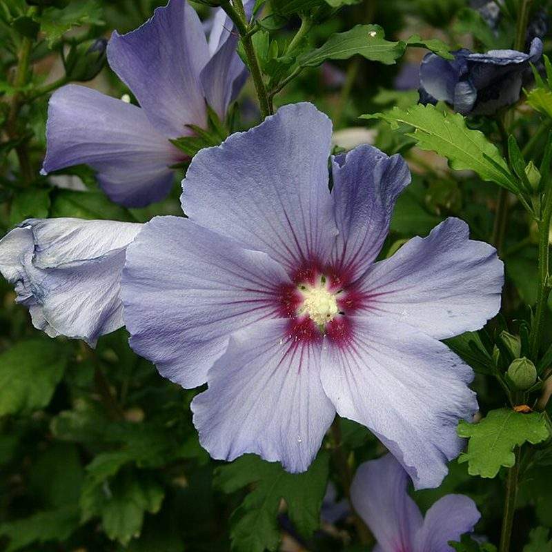 Althéa (Hibiscus syriacus)