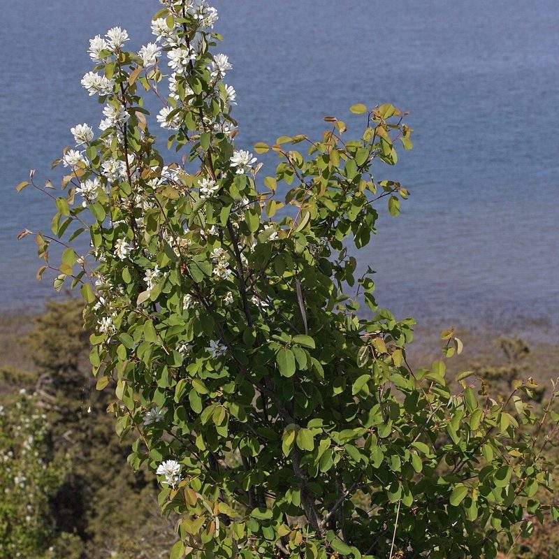 Amélanchier à feuilles d'aulne (Amelanchier alnifolia)