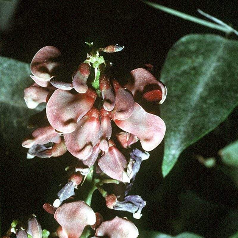 Apios (Apios americana)