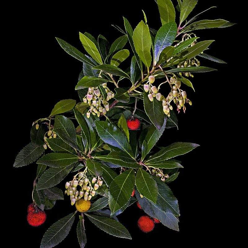 Arbousier (Arbutus unedo)