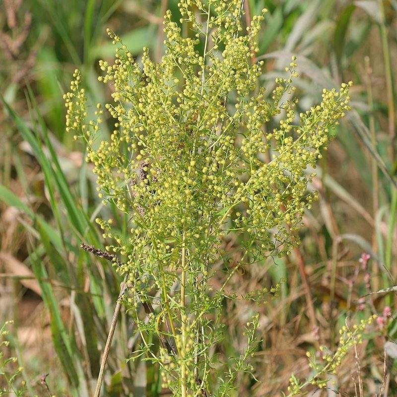 Armoise annuelle (Artemisia annua)