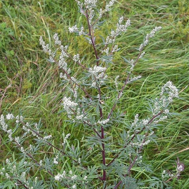 Armoise commune (Artemisia vulgaris)