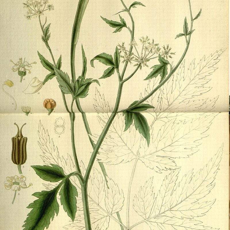 Arracacha (Arracacia xanthorrhiza)