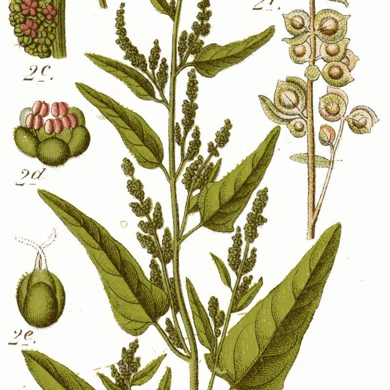 Arroche des jardins (Atriplex hortensis)