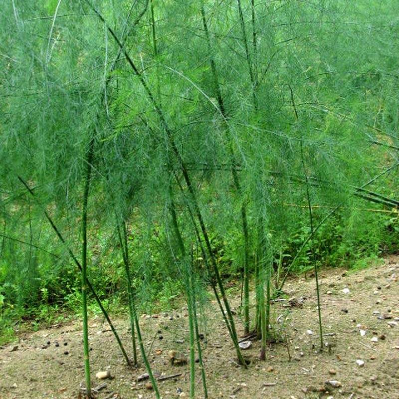 Asperge (Asparagus officinalis)