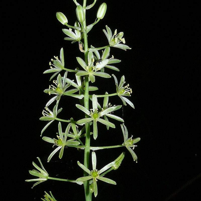 Aspergette (Ornithogalum pyrenaicum)