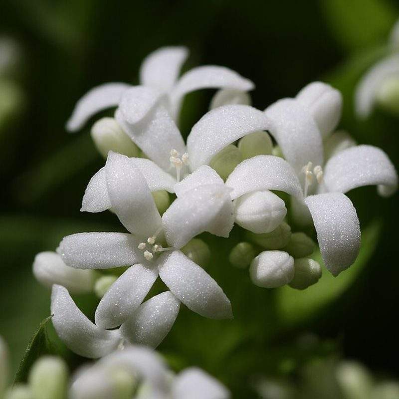 Aspérule odorante (Galium odoratum)