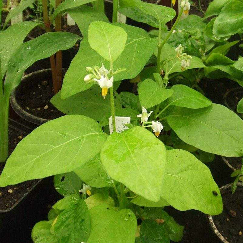 Aubergine africaine (Solanum aethiopicum)