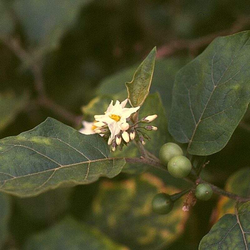 Aubergine pois (Solanum torvum)