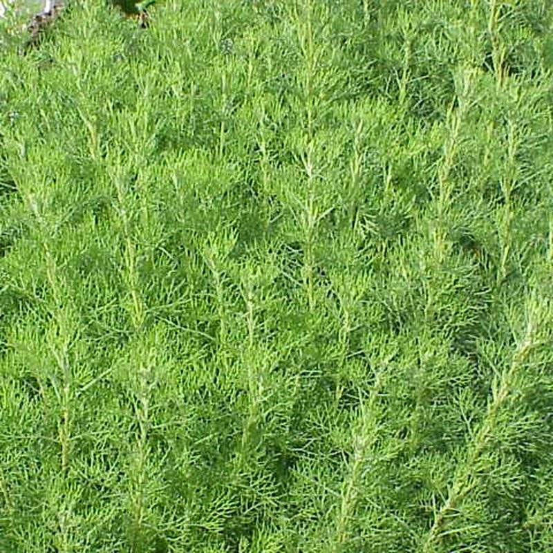 Aurone (Artemisia abrotanum)